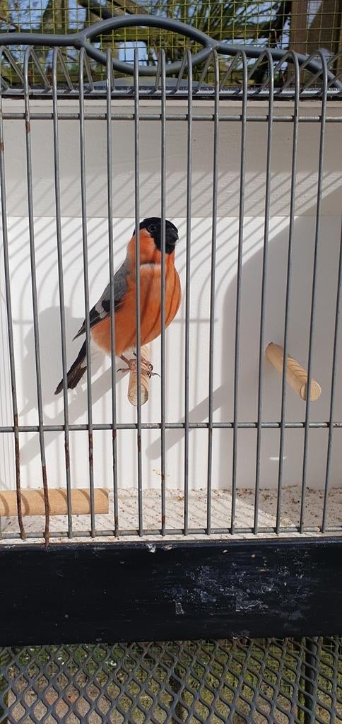 Noorse Goudvink man split 2025, Dieren en Toebehoren, Mannelijk, Bastaard