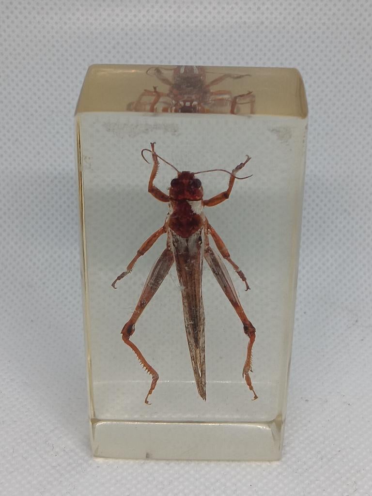 Insect / Treksprinkhaan in de Hars, Verzamelen, Dierenverzamelingen, Ophalen of Verzenden, Gebruikt, Insect, Overige typen