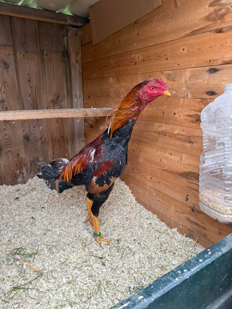 Shamo Hint Brasil, Dieren en Toebehoren, Mannelijk, Kip