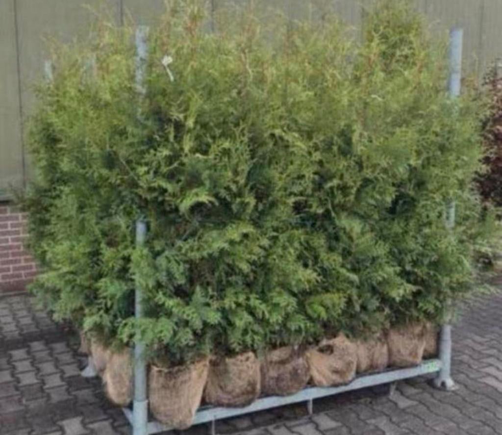 Coniferen 150-175, Tuin en Terras, Planten | Struiken en Hagen, Ophalen of Verzenden, Conifeer, 100 tot 250 cm