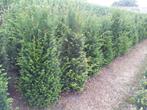 Taxus baccata, Ophalen, Taxus, Haag, 100 tot 250 cm
