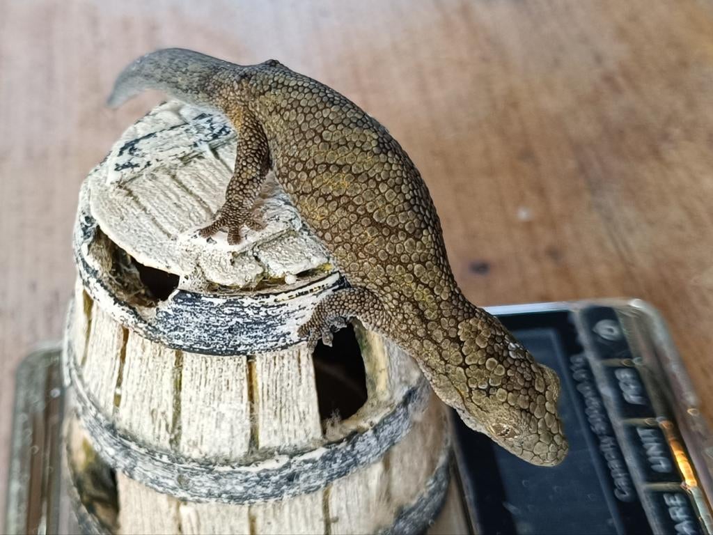 Koppel Eurydactylodes Vieillardi, Dieren en Toebehoren, Reptielen en Amfibieën, Hagedis, 0 tot 2 jaar