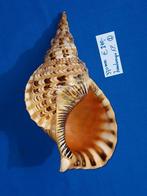 schelpen, Charonia tritonis, Ophalen of Verzenden, Schelp(en)