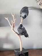 Kauwtjes taxidermie, Ophalen of Verzenden, Opgezet dier