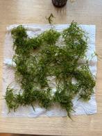 Javamos, Ophalen, Plant(en), Steen of Hout