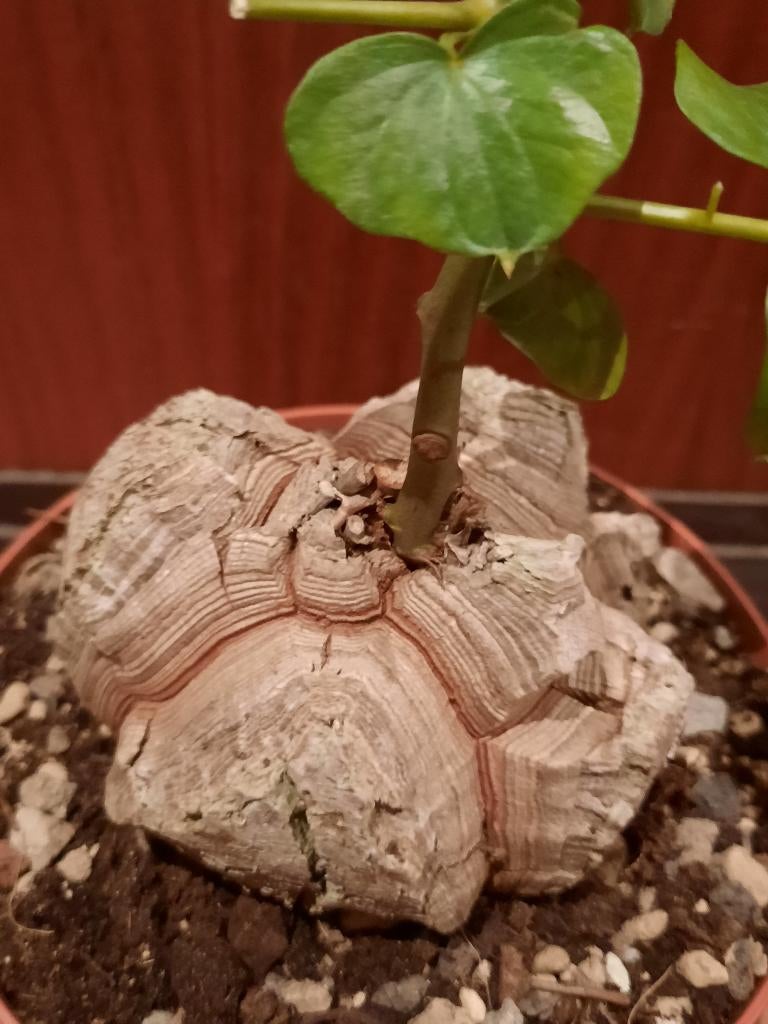 Dioscorea elephantipes, fantastic caudex with leaves, plant, Verzenden, In pot, Halfschaduw, Minder dan 100 cm