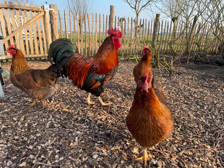 Broedeieren Welsumer kippen, Dieren en Toebehoren, Pluimvee, Kip, Vrouwelijk