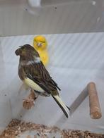 HEEL MOOI KOPPEL GLOSTERS ZIE FOTO,S, Dieren en Toebehoren, Vogels | Overige Vogels, Meerdere dieren