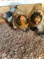 Broedeieren Grote Brahma, Dieren en Toebehoren, Pluimvee, Geslacht onbekend, Kip