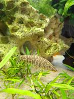 Botia Lohachata /Net Botia,s, Vis