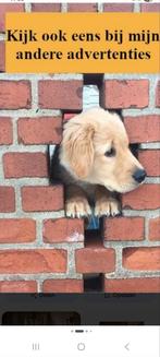 Gratis 2 haantjes., Dieren en Toebehoren, Pluimvee, Mannelijk, Kip