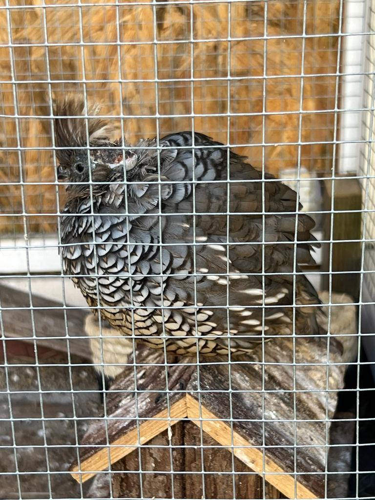 Californische kuifkwartel HEN, Vrouwelijk, Overige soorten