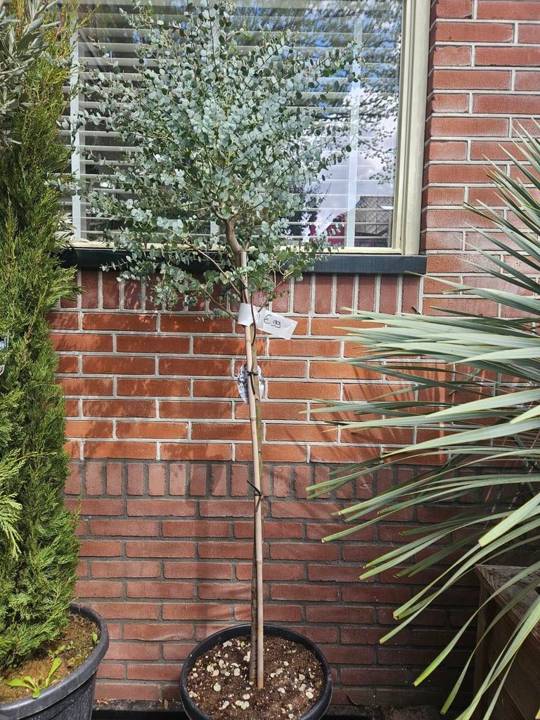 Eucalyptus boom 190cm hoog