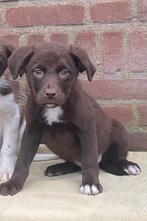 Supermooie LABRADOR x FRIESE STABIJ pup - reutje