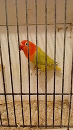 Opaline delute split lutino, Vrouwelijk, Parkiet, Geringd