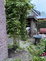 Groene gietijzeren boog met poortje, Tuin en Terras, Tuinhekken en Hekwerk, Ophalen, Met poort, Gebruikt, Sierhekwerk