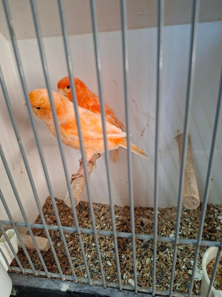 Koppel oranje rode kanaries, Dieren en Toebehoren, Vogels | Kanaries, Meerdere dieren, Kleurkanarie