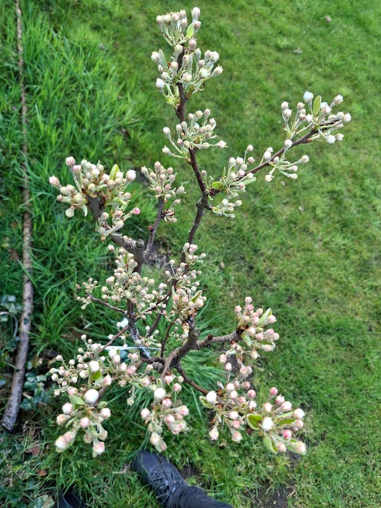 Appelbomen & Perenbomen op = op, Ophalen, Lente, In pot, Appelboom
