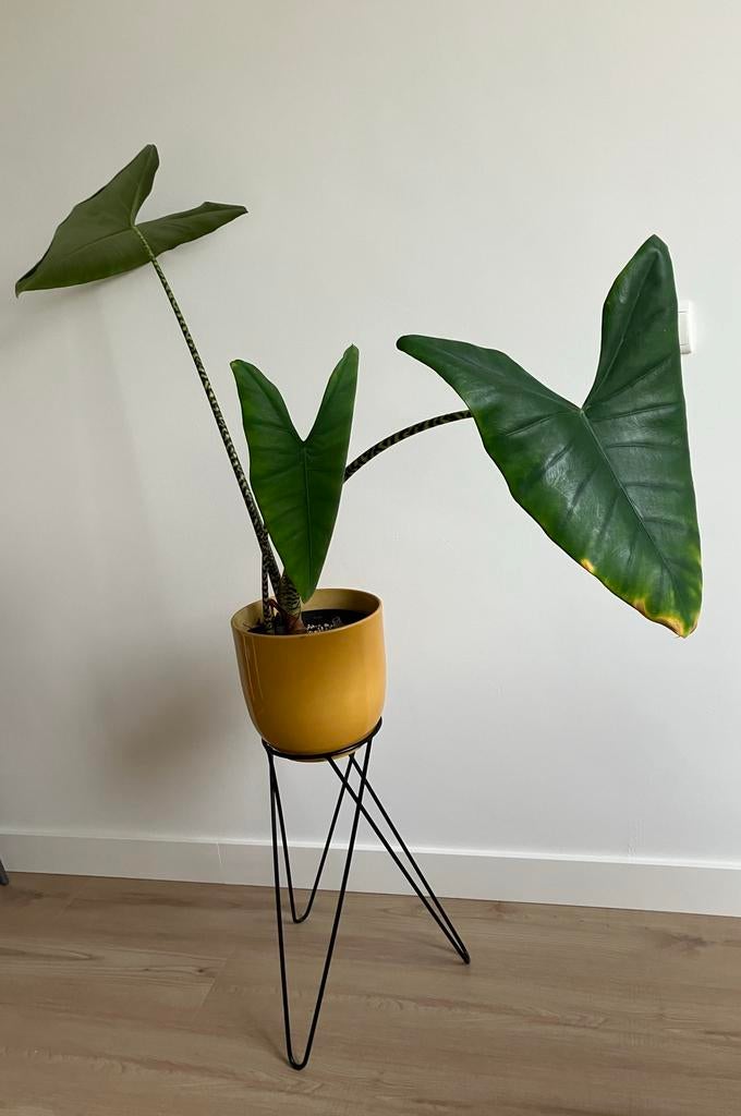 Alocasia Zebrina / Zeebraplant / Olifantenoor, Huis en Inrichting, Kamerplanten, Ophalen, Halfschaduw, Minder dan 100 cm