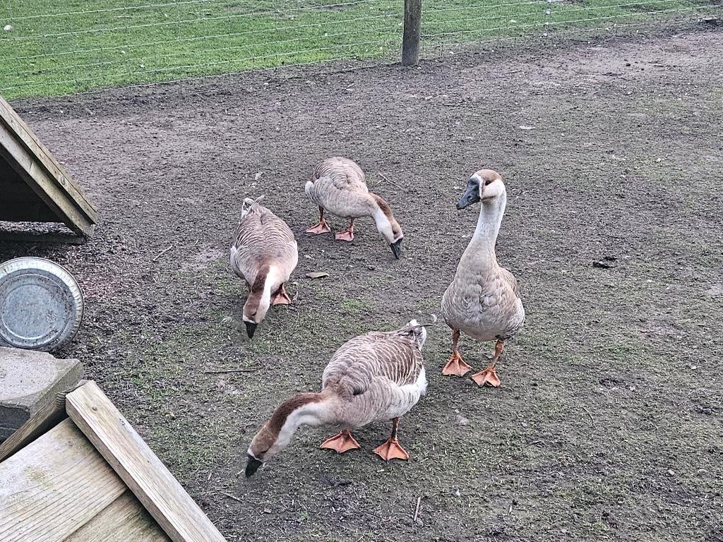 Mannelijke Afrikaanse knobbelgans, Dieren en Toebehoren, Pluimvee, Mannelijk, Gans of Zwaan