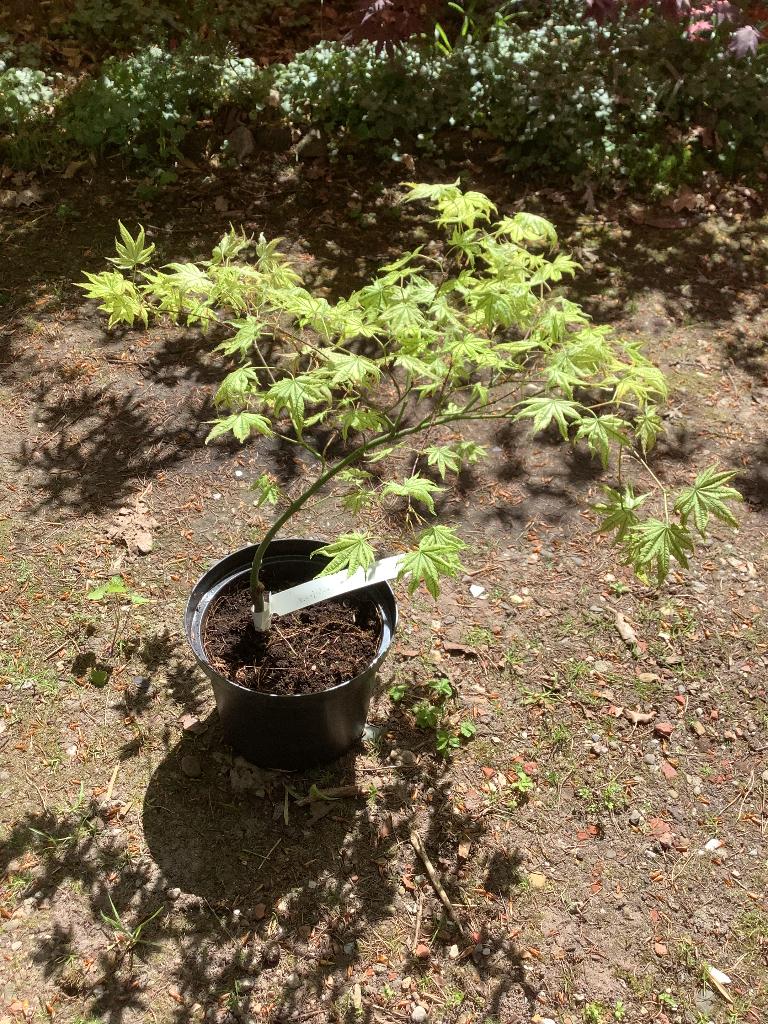 Japanse esdoorn, Tuin en Terras, Planten | Bomen, Ophalen, Bloeit niet, Halfschaduw, Overige soorten