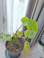 Begonia Corallina, Huis en Inrichting, Kamerplanten, Ophalen, In pot, Halfschaduw, Minder dan 100 cm