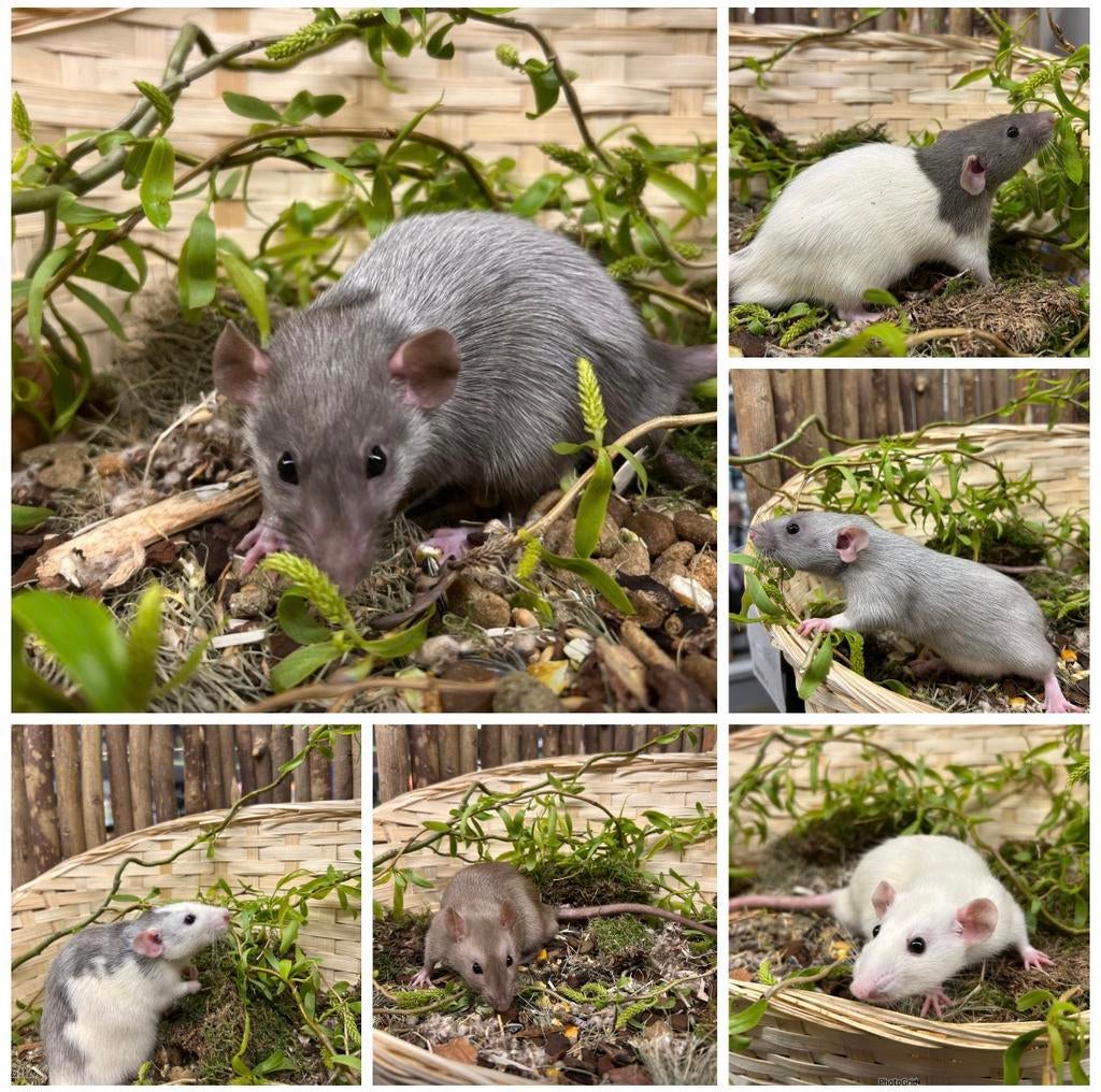 Super lieve tamme ratten ( dumbo, man) direct van de fokker, Rat, Februari, Mannelijk, Tam