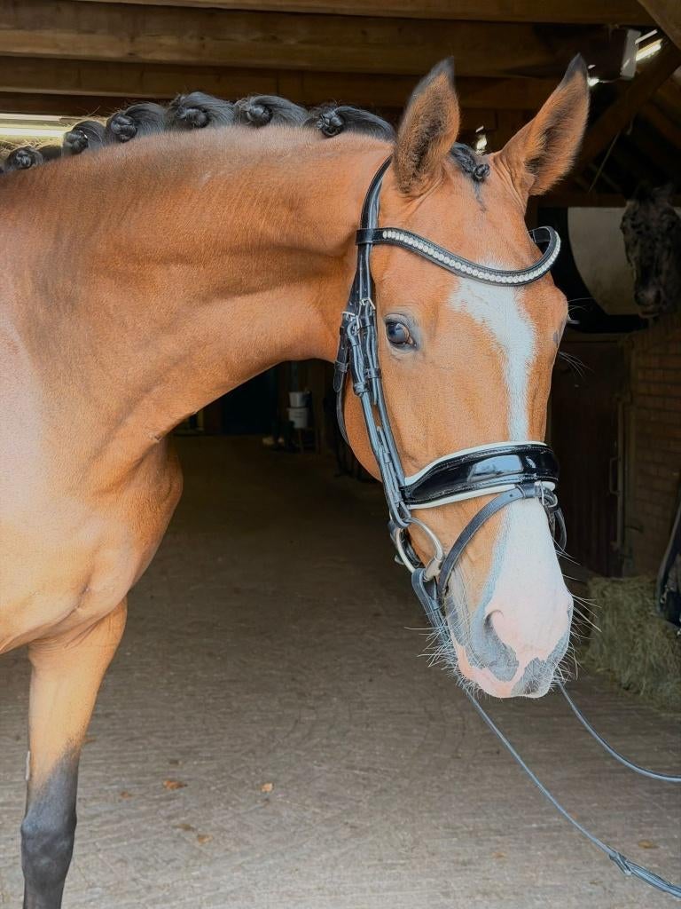Lieve jonge goed bewegende merrie, Dieren en Toebehoren, Paarden, Merrie, Met stamboom, Dressuurpaard, 3 tot 6 jaar