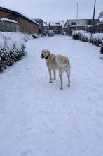 Ter adoptie – lieve en zachtaardige hond Lili (3 jaar), Dieren en Toebehoren, Honden | Niet-rashonden, Particulier, Buitenland