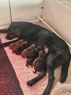 Prachtige zwarte en bruine labrador pups, 8 tot 15 weken, Labrador retriever, Meerdere, Meerdere dieren