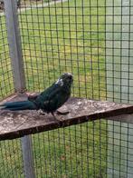 Kakariekie parkiet blauw, Dieren en Toebehoren, Vogels | Parkieten en Papegaaien, Mannelijk, Parkiet, Tam