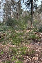 Douglas spar, ca. 2 meter hoog, Volle zon, Vaste plant, Bloeit niet, Ophalen