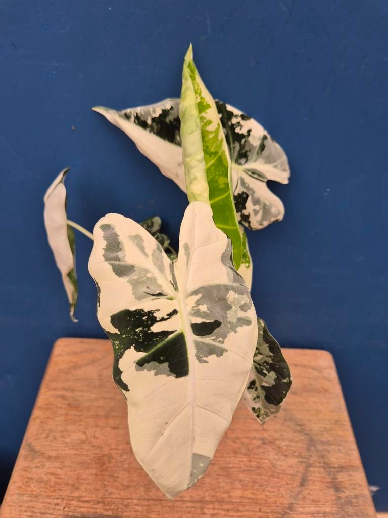 Alocasia Frydek Variegata p11 (2), Huis en Inrichting, Kamerplanten, Ophalen of Verzenden, Halfschaduw, Minder dan 100 cm