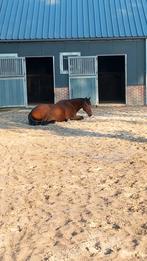 Aangeboden: Stalling, Weidegang