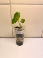 Alocasia gageana aurea variegata, Ophalen of Verzenden, Halfschaduw, Minder dan 100 cm