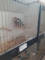 Rijstvogel koppel, Dieren en Toebehoren, Meerdere dieren