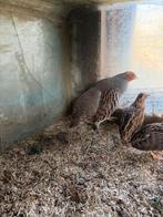 Hanen europese patrijs 2025, Dieren en Toebehoren, Mannelijk