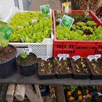 Kraampje in de voortuin met diverse moestuin planten, Tuin en Terras, Planten | Tuinplanten, Ophalen, Volle zon, Groenteplanten