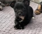 Chihuahua York x, 8 tot 15 weken, Parvo, Eén hond, Nederland