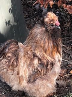 USA Zijdehoen Haantjes, Dieren en Toebehoren, Pluimvee, Kip, Mannelijk