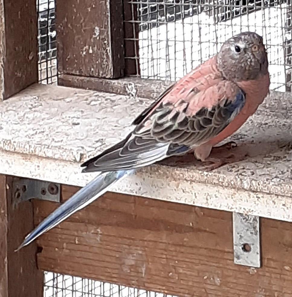 Bourkes Parkieten stel wildkleur x roze, Meerdere dieren, Parkiet, Tam