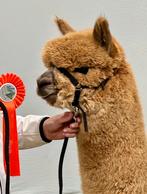 Alpaca hengst, Mei, Mannelijk