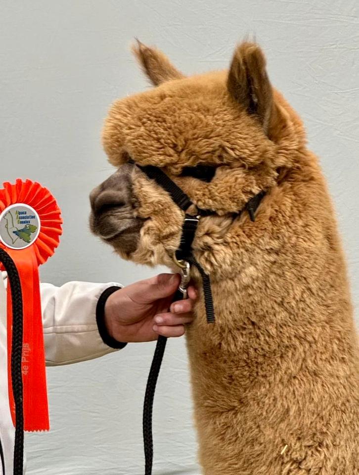 Alpaca hengst, Dieren en Toebehoren, Overige Dieren, Mannelijk, Mei
