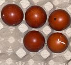 Broedeieren marans koperzwart, Ophalen of Verzenden, Nieuw, Overige typen