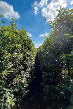 Portugese laurier haagplanten in maten uit eigen kwekerij, Ophalen of Verzenden, Laurier, 100 tot 250 cm