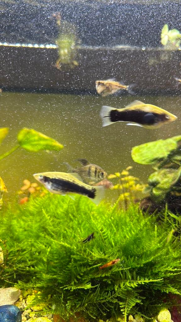 Swordtail, 6 pieces, Dieren en Toebehoren, Vissen | Aquariumvissen, Vis, Zoetwatervis, Schoolvis