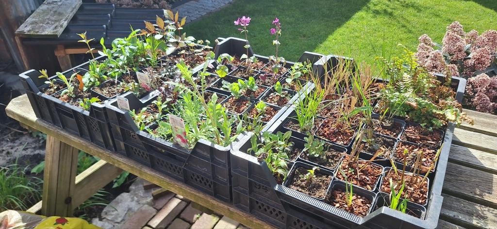 Vaste planten en siergrassen van alles wat 72 stuks 25€, Ophalen of Verzenden, Overige soorten, Volle zon