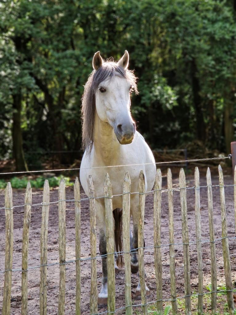 Spaanse ruin, Dieren en Toebehoren, Pony's, Ruin, Zadelmak, 7 tot 10 jaar, Gechipt