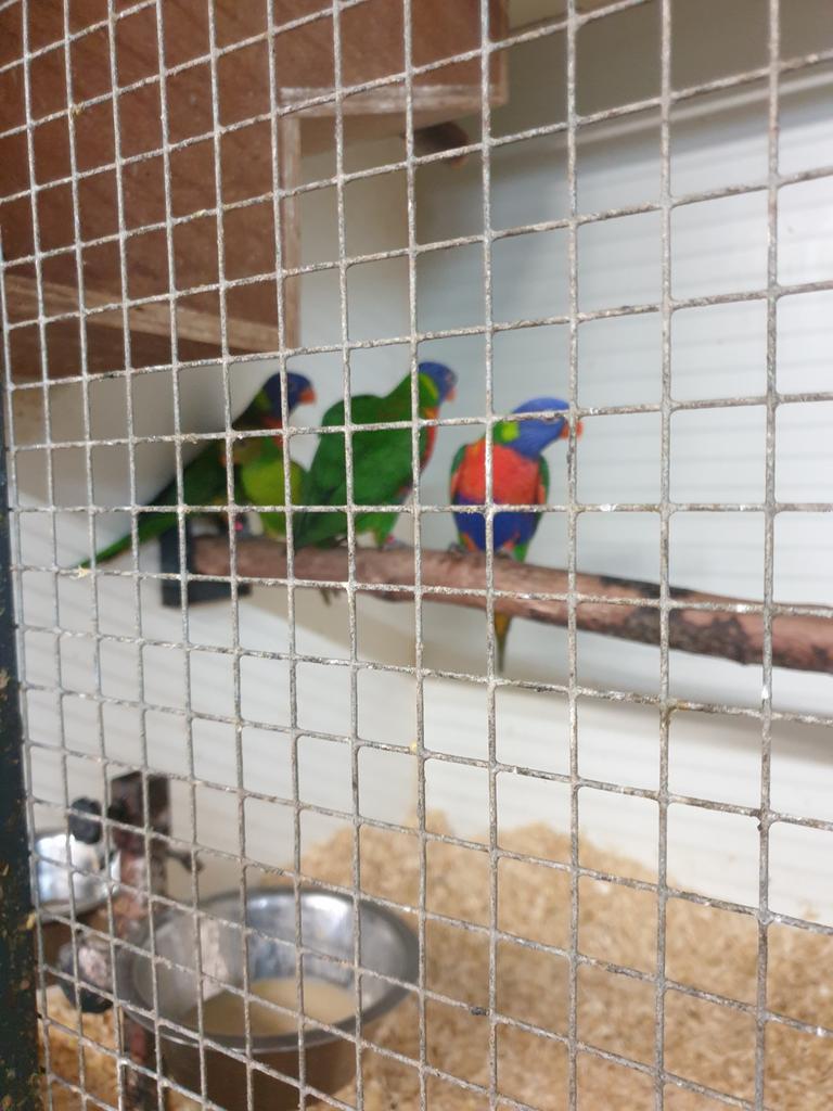 Enkele koppels lori van de blauwe bergen., Dieren en Toebehoren, Vogels | Parkieten en Papegaaien, Meerdere dieren, Papegaai