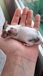 2 lieve en leuke mannetjes kleurmuisjes, Dieren en Toebehoren, Knaagdieren, Januari, Mannelijk, Muis